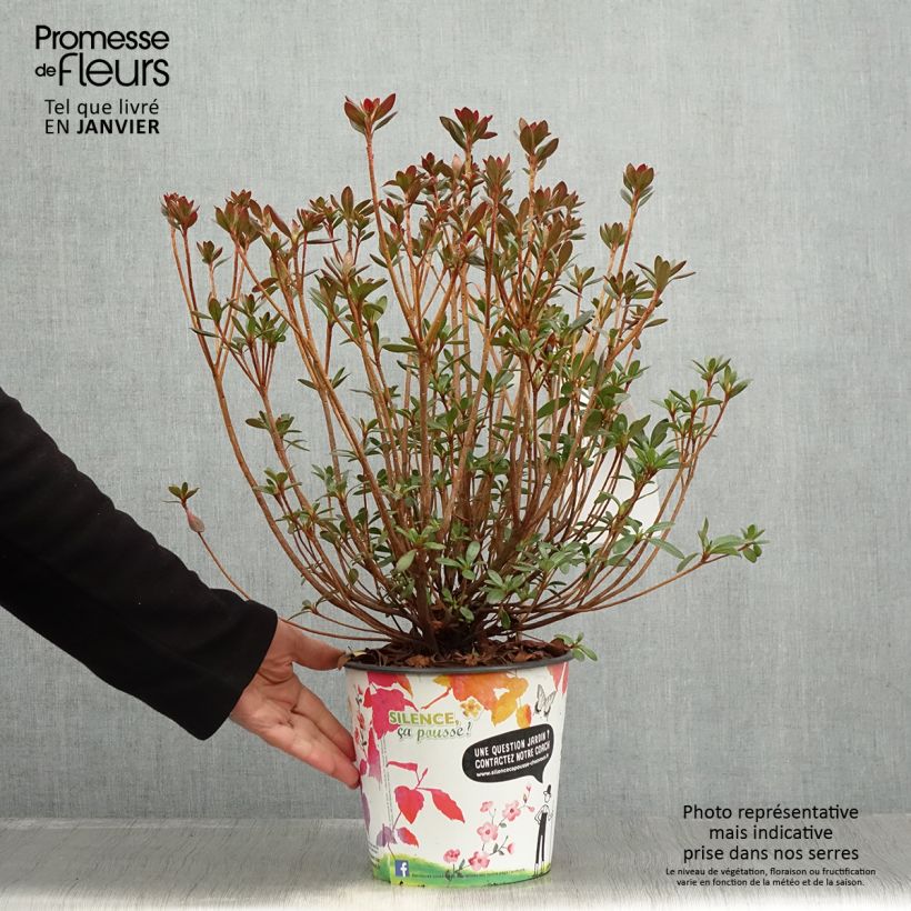 Esimerkki talvella toimitetusta Azalée japonaise Orange Beauty - Rhododendron hybride Pot de 2L/3L-taimesta