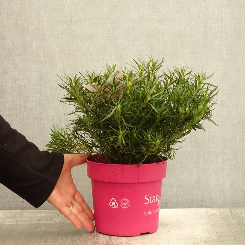 Esimerkki syksyllä toimitetusta Japaninatsalea Star Style Pink 3 litran/4 litran ruukku-taimesta