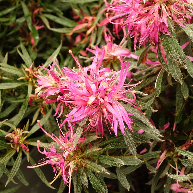 Japaninatsalea Star Style Pink (Kukinta)
