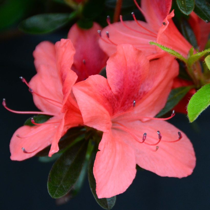 Japaninatsalea Tamanini (Kukinta)