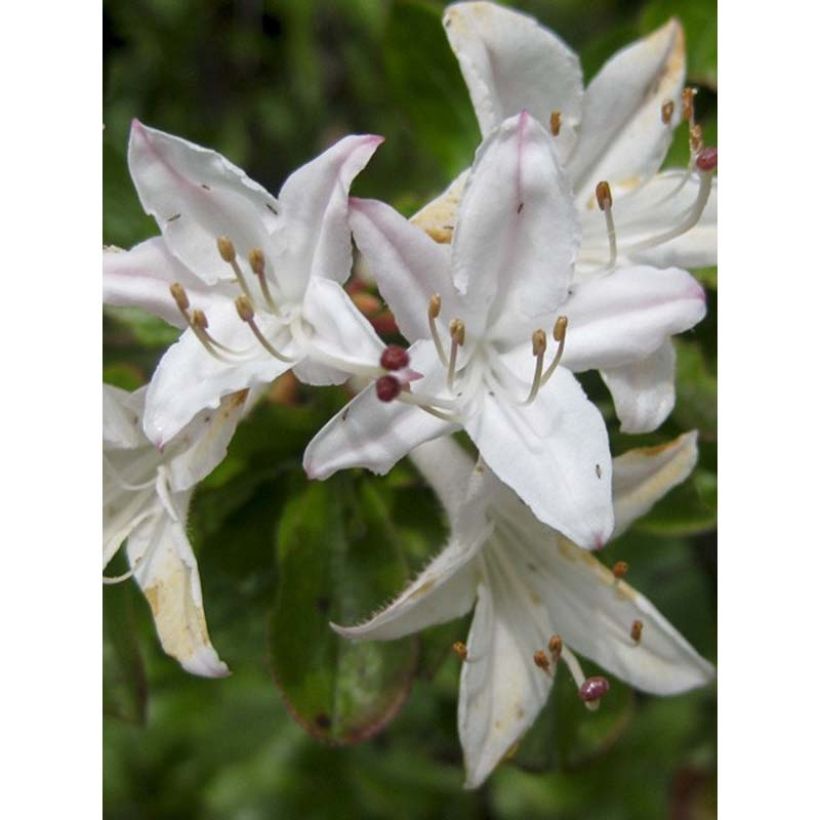 Atsalea Viscosa (Kukinta)