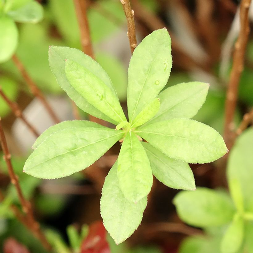 Atsalea Viscosa (Lehvistö)