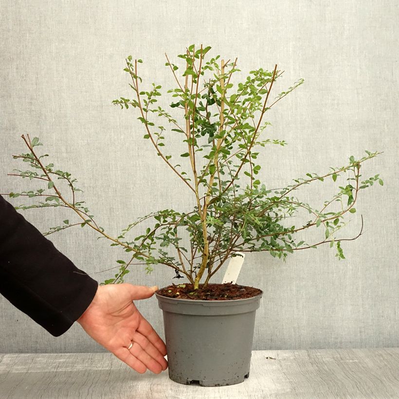 Esimerkki syksyllä toimitetusta Azara microphylla 2 litran/3 litran ruukku-taimesta