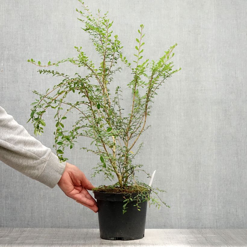 Esimerkki kesällä toimitetusta Azara microphylla Ruukku 2L / 3L-taimesta