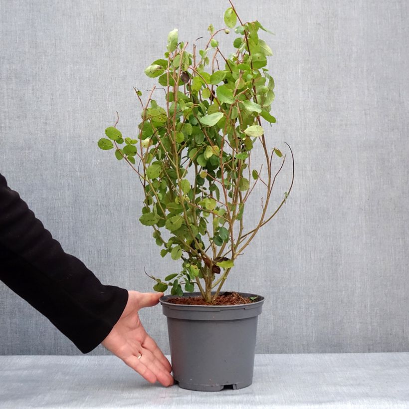 Esimerkki talvella toimitetusta Azara serrata - Azara à dents de scie Pot de 2L/3L-taimesta