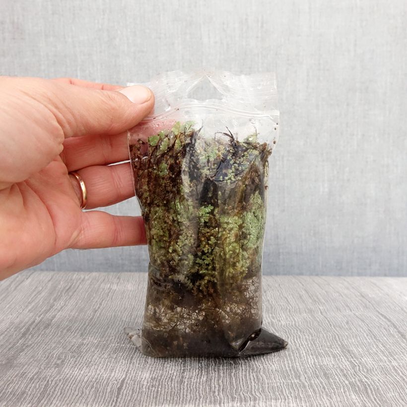 Esimerkki keväällä toimitetusta Limaskasaniainen - Azolla pinnata Paljaat juuret-taimesta