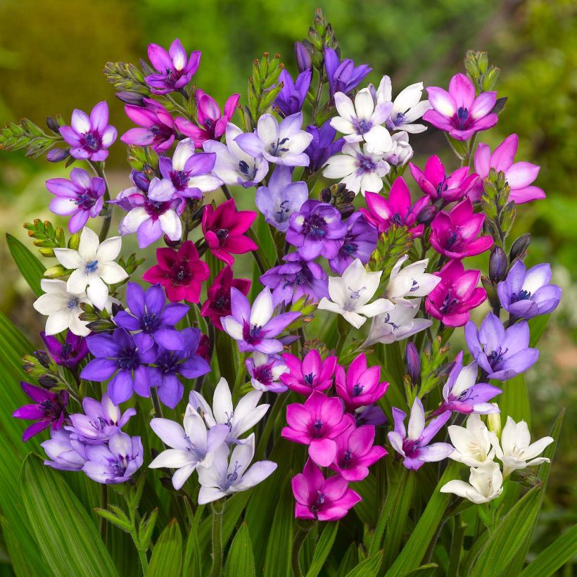 Babiana stricta (Flowering)