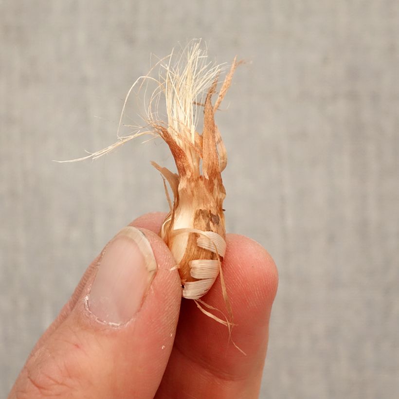 Example of Babiana stricta Bulbe size 4/5 as you get in printemps