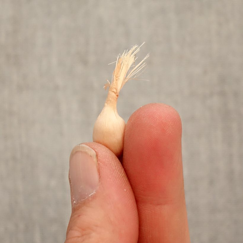 Example of Babiana stricta Zwanenburg Glory Bulbe size 4+ as you get in printemps