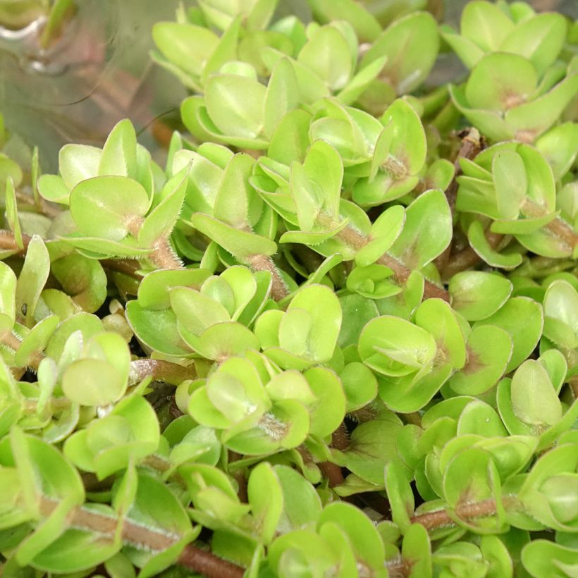 Isorasvalehti - Bacopa caroliniana (Lehvistö)