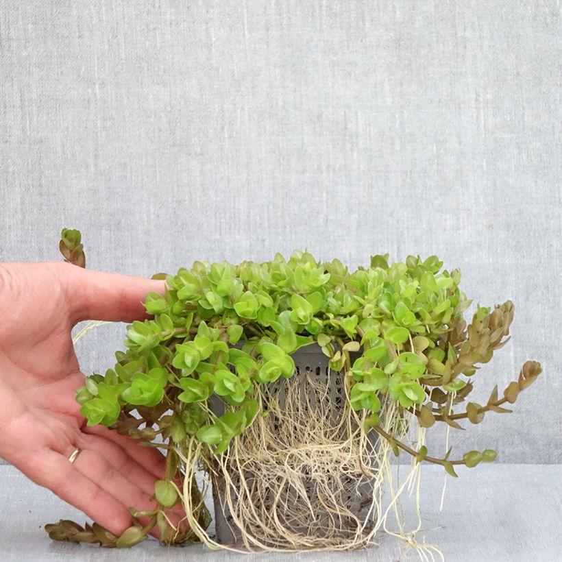 Esimerkki kesällä toimitetusta Isorasvalehti - Bacopa caroliniana 1 litran / 1,5 litran ruukku-taimesta