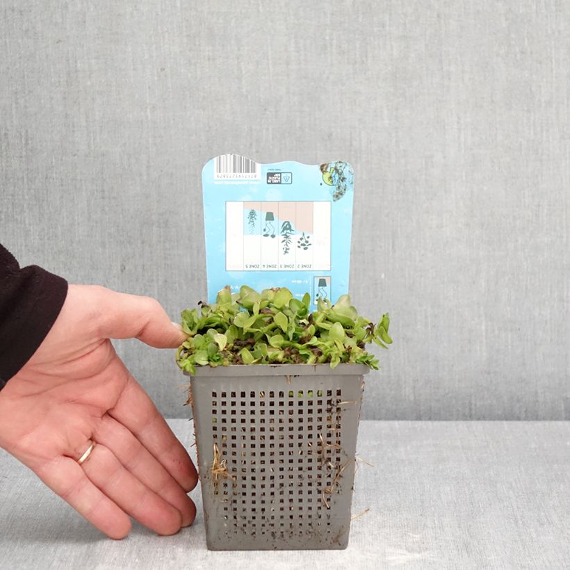 Esimerkki keväällä toimitetusta Isorasvalehti - Bacopa caroliniana 1 litran / 1,5 litran ruukku-taimesta
