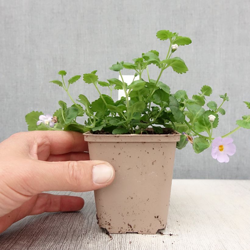 Esimerkki keväällä toimitetusta Bacopa Gulliver Blue Sensation  Godet de 8/9 cm-taimesta