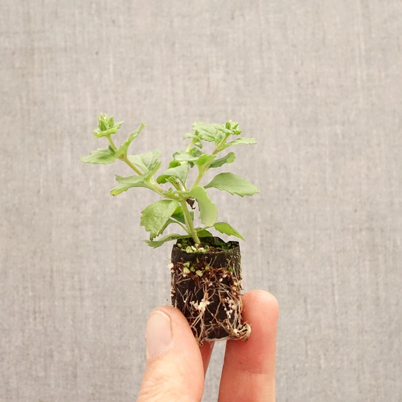 Esimerkki keväällä toimitetusta Lumihiutale Scopia Gulliver Compact Rosa Minipaakku Ø 3/4 cm-taimesta