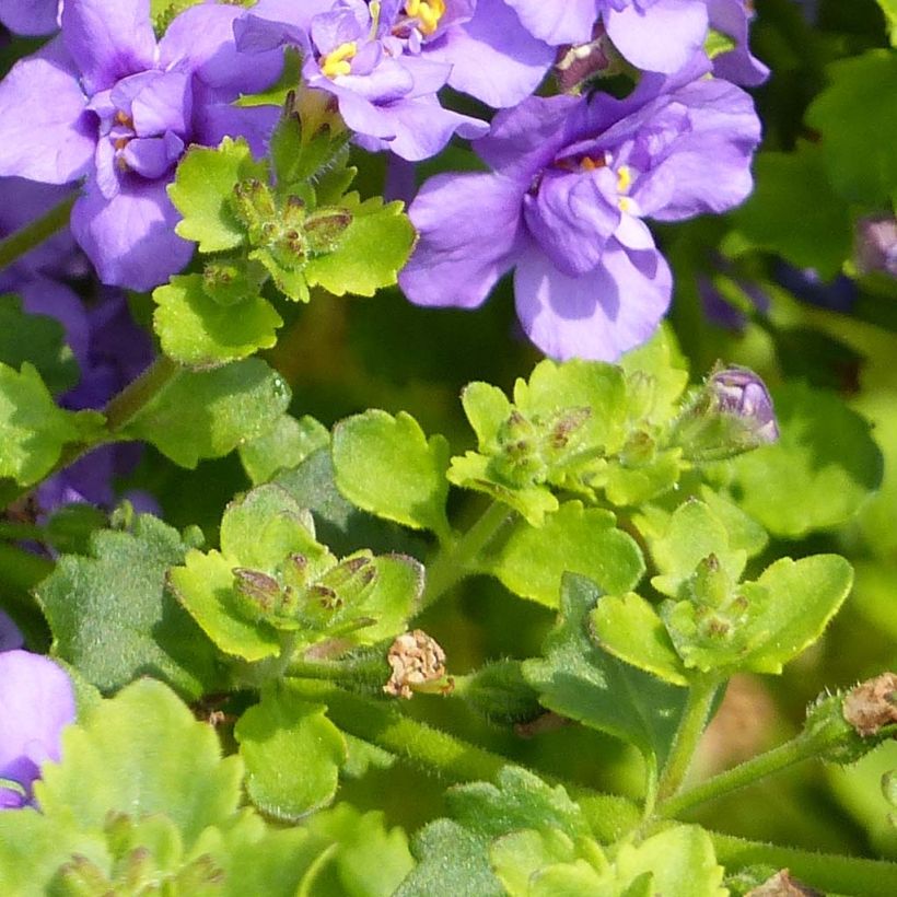 Lumihiutale Scopia Double Indigo (Lehvistö)