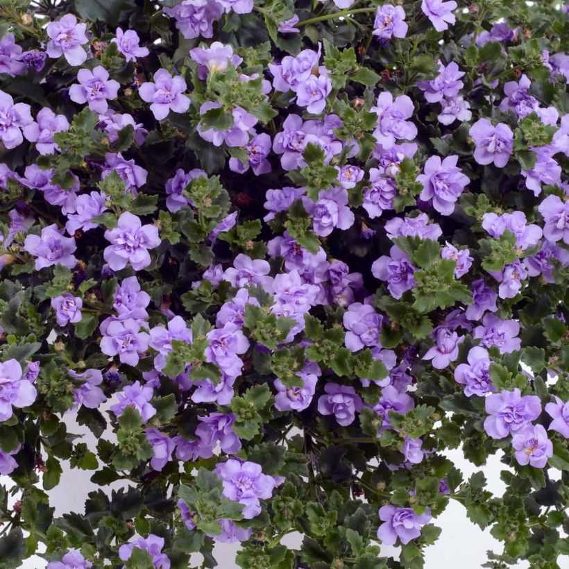 Lumihiutale Scopia Double Lavender (Kukinta)