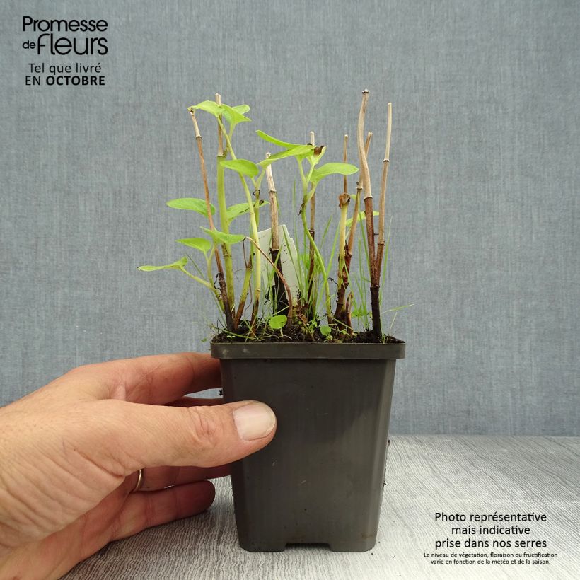 Esimerkki syksyllä toimitetusta Baldellia ranunculoides - Alisma fausse-renoncule  Godet de 8/9 cm-taimesta