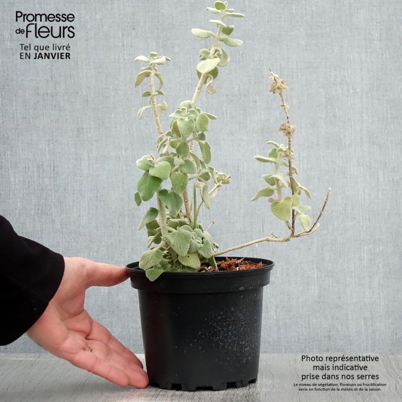 Esimerkki talvella toimitetusta Ballota pseudodictamnus - Ballote pseudodictame Pot de 2L/3L-taimesta