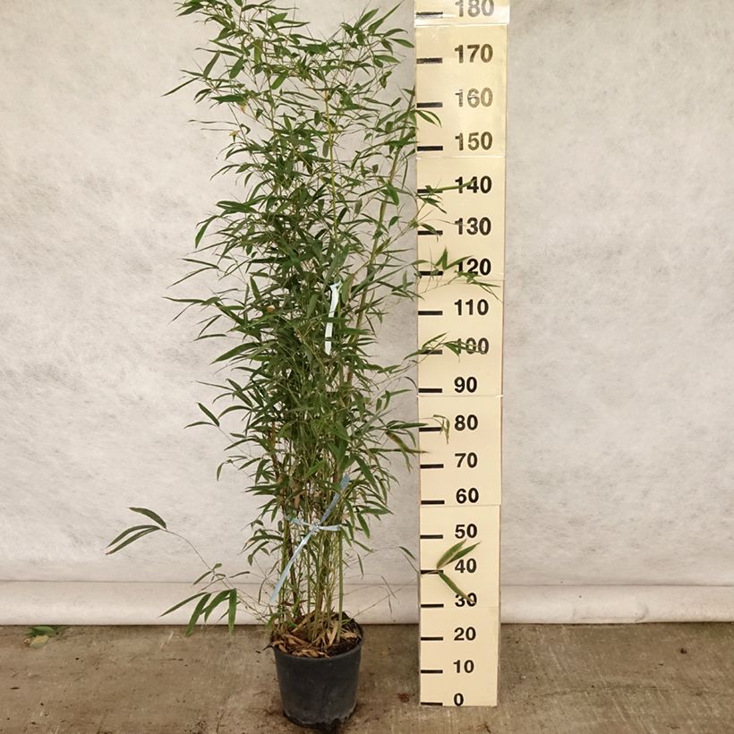 Esimerkki kesällä toimitetusta Bambu - Phyllostachys aurea Ruukku 7,5L / 10L-taimesta
