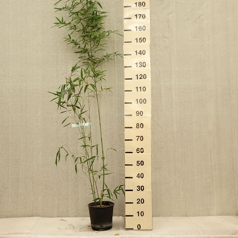 Esimerkki syksyllä toimitetusta Bambu Koï 4 litran/5 litran ruukku-taimesta