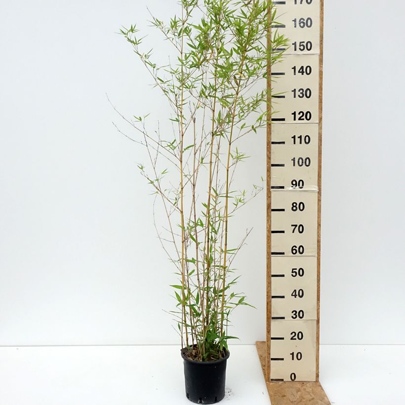 Esimerkki kesällä toimitetusta Bambu Koï 4 litran/5 litran ruukku-taimesta