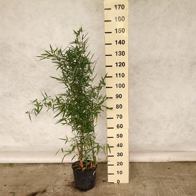 Esimerkki kesällä toimitetusta Bambu - Phyllostachys aurea Ruukku 4L / 5L-taimesta