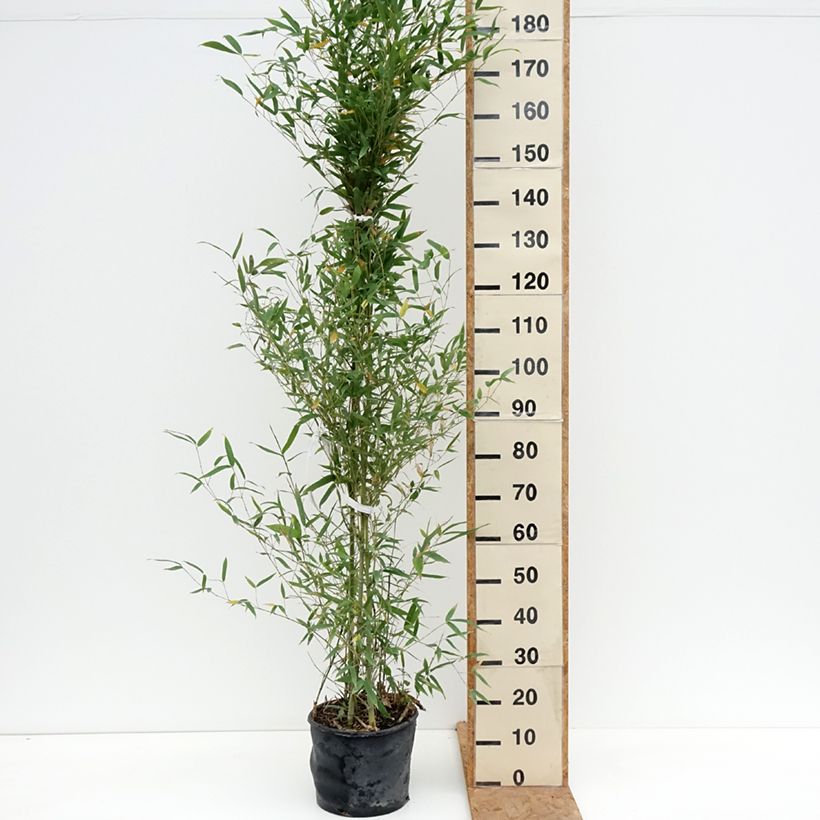 Esimerkki syksyllä toimitetusta Bambu - Phyllostachys aurea 7,5 litran / 10 litran ruukku-taimesta