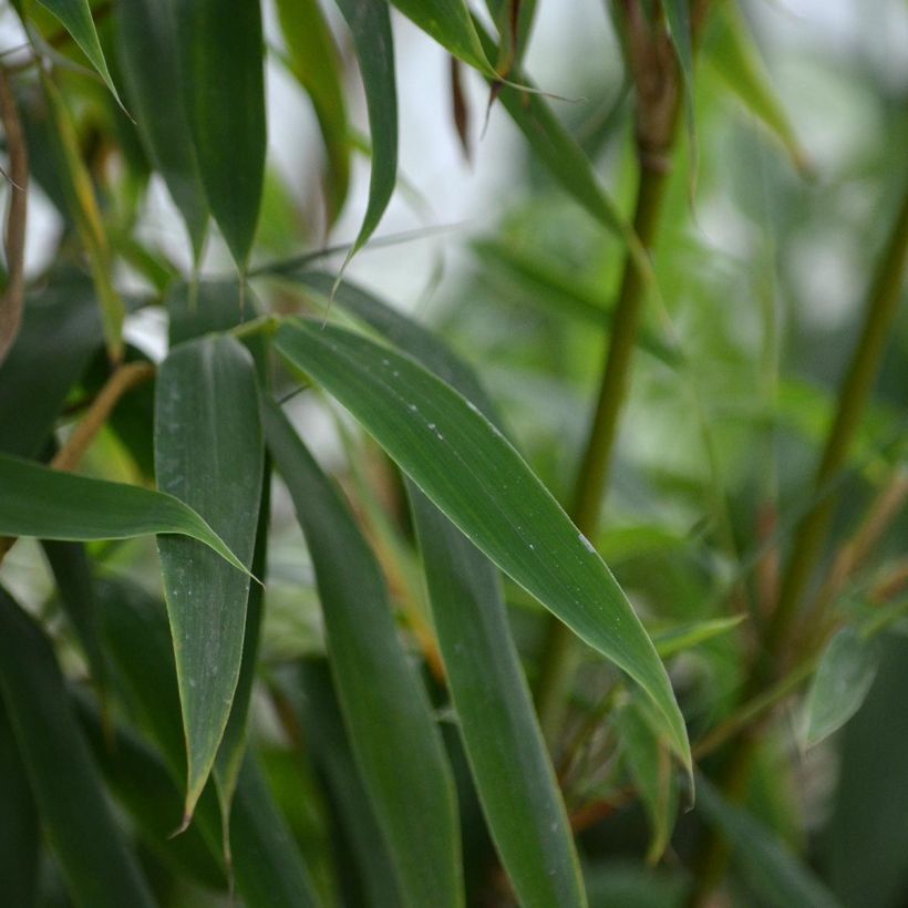 Ruokobambu Jumbo (Lehvistö)
