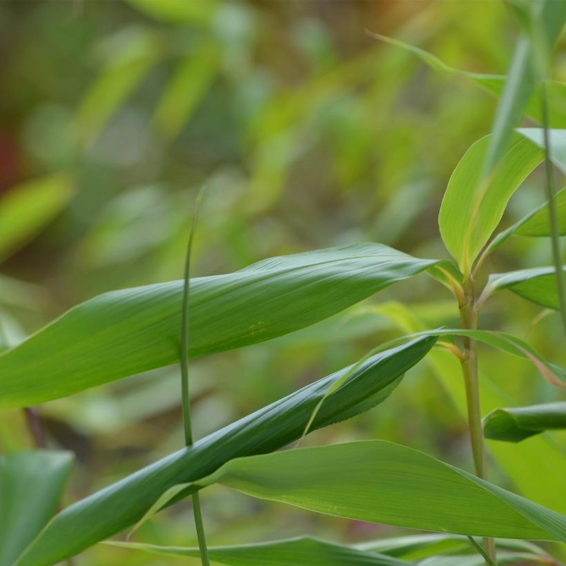 Japaninbambu - Pseudosasa japonica (Lehvistö)