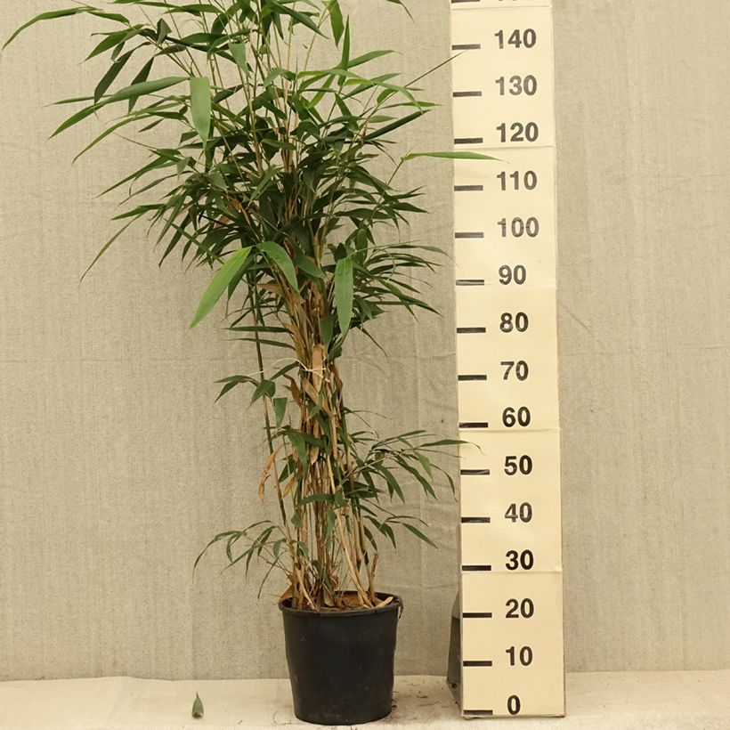 Esimerkki kesällä toimitetusta Japaninbambu - Pseudosasa japonica Pot de 4L/5L-taimesta