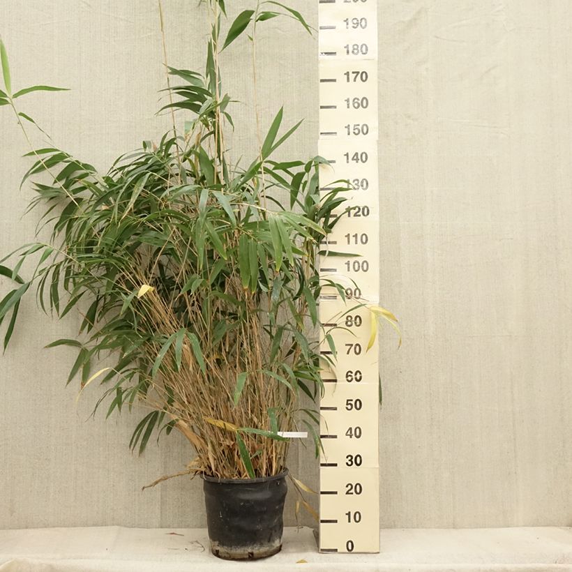 Esimerkki syksyllä toimitetusta Japaninbambu - Pseudosasa japonica 12 litran/15 litran ruukku-taimesta