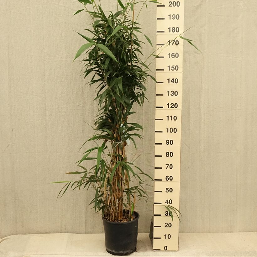 Esimerkki kesällä toimitetusta Japaninbambu - Pseudosasa japonica Pot de 12L/15L-taimesta