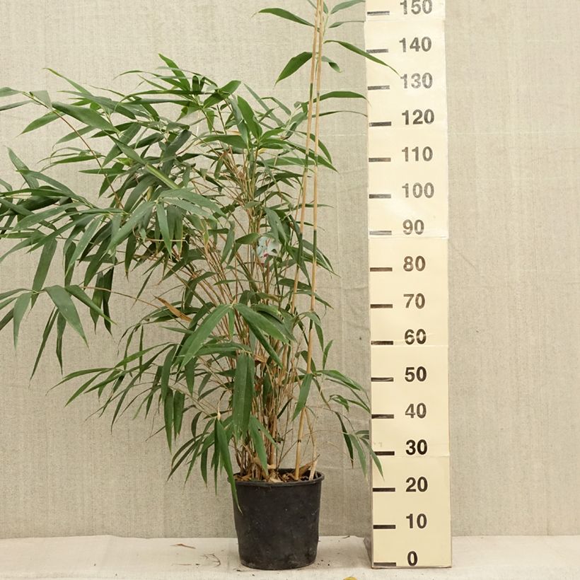 Esimerkki syksyllä toimitetusta Japaninbambu - Pseudosasa japonica 4 litran/5 litran ruukku-taimesta