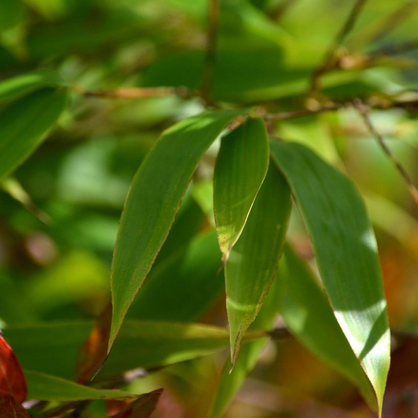 Mustabambu - Phyllostachys nigra (Lehvistö)