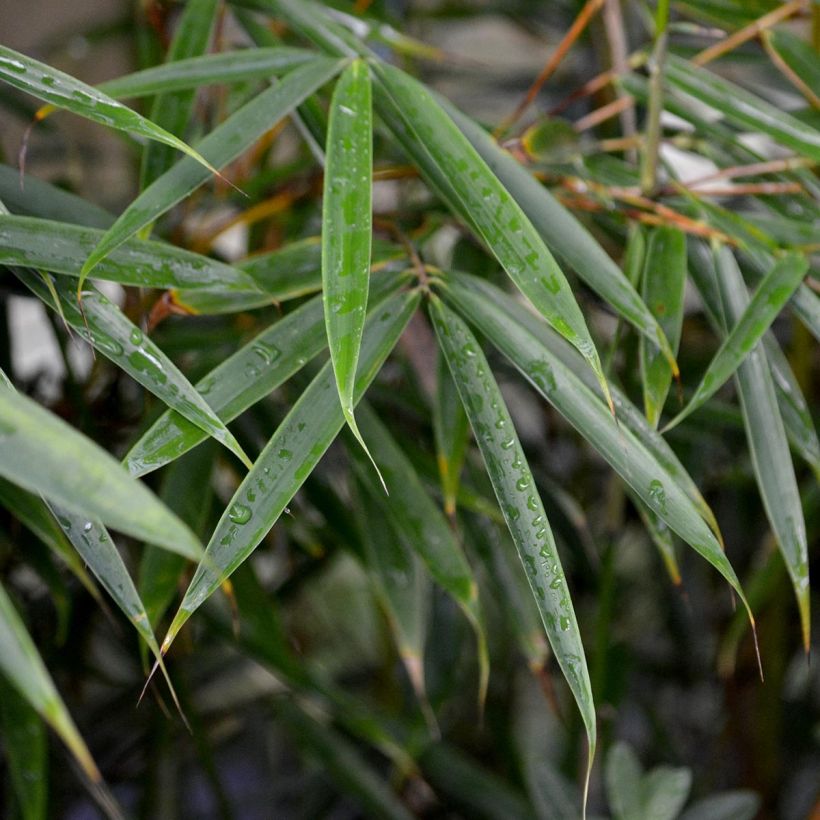 Ruokobambu - Fargesia robusta (Lehvistö)