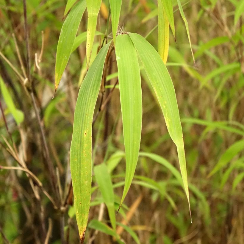 Ruokobambu - Fargesia yunnanensis (Lehvistö)