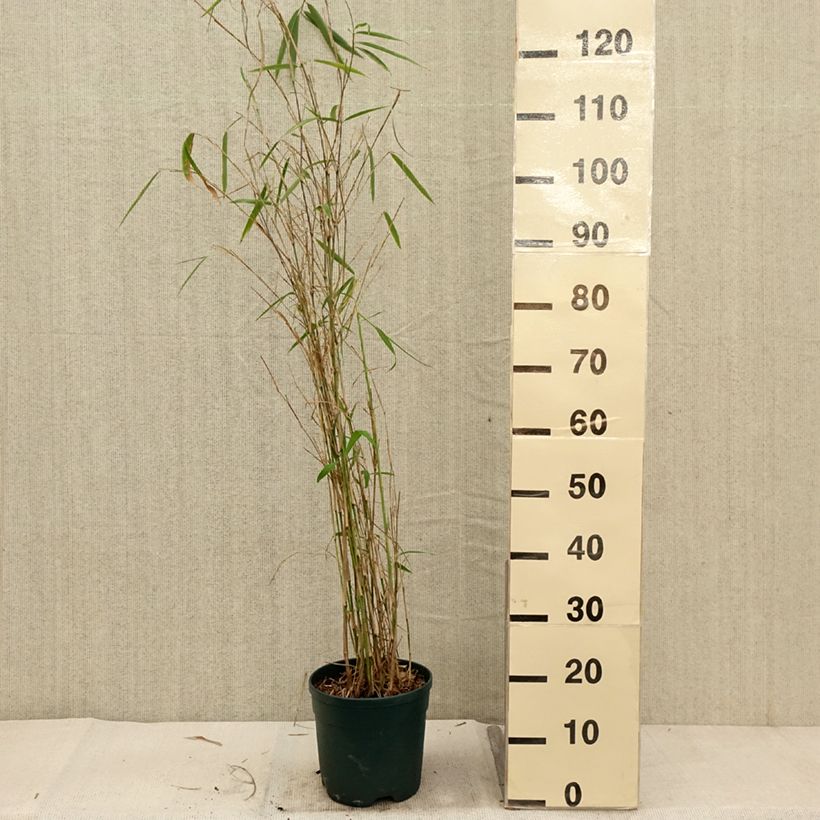 Esimerkki syksyllä toimitetusta Ruokobambu - Fargesia yunnanensis 4 litran/5 litran ruukku-taimesta