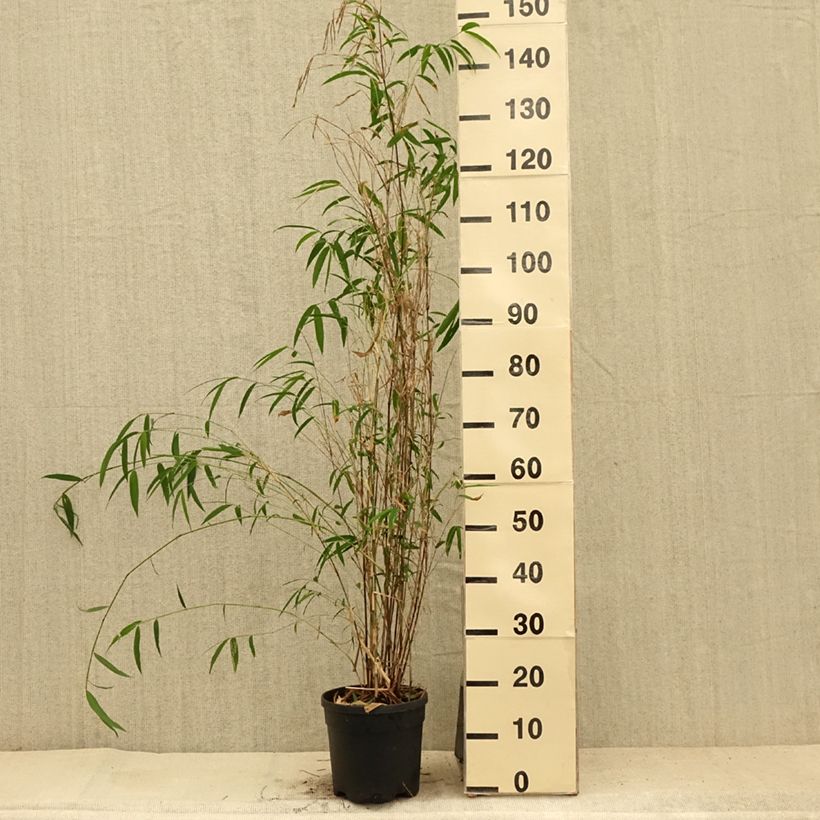 Esimerkki kesällä toimitetusta Ruokobambu - Fargesia yunnanensis 4 litran/5 litran ruukku-taimesta