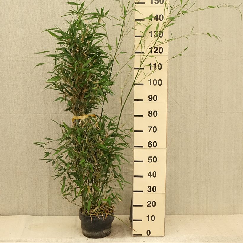Esimerkki kesällä toimitetusta Jättibambu - Phyllostachys bissetii Ruukku 4L / 5L-taimesta