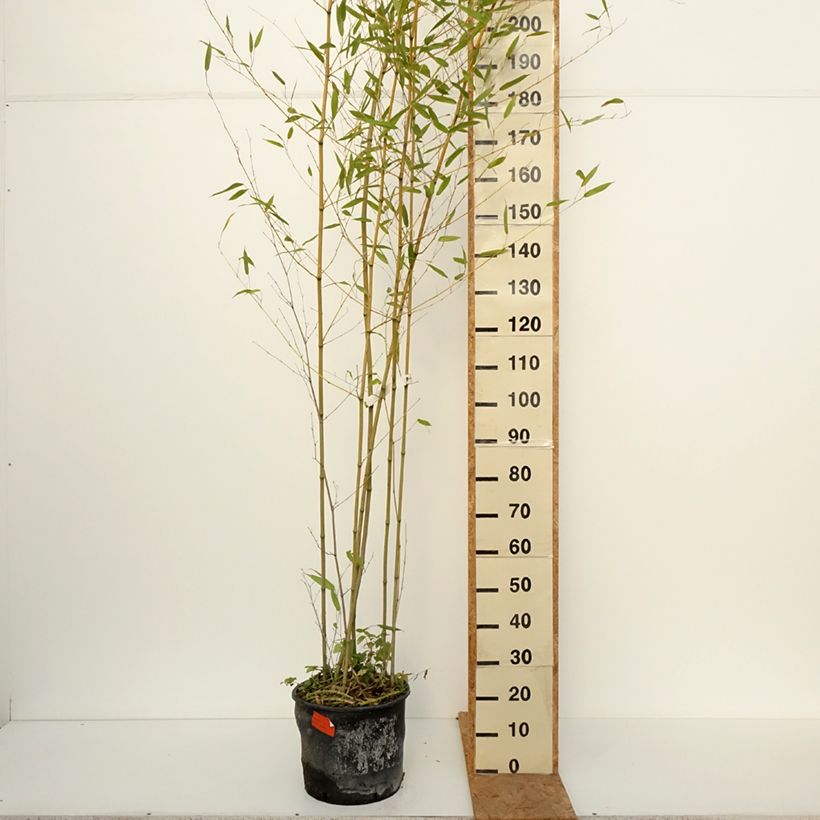 Esimerkki syksyllä toimitetusta Jättibambu - Phyllostachys bissetii 12 litran/15 litran ruukku-taimesta