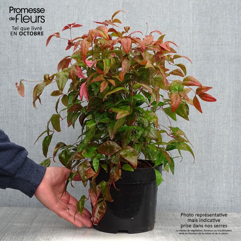 Esimerkki syksyllä toimitetusta Pyhä bambu Blush Pink 'Aka 2 litran/3 litran ruukku-taimesta