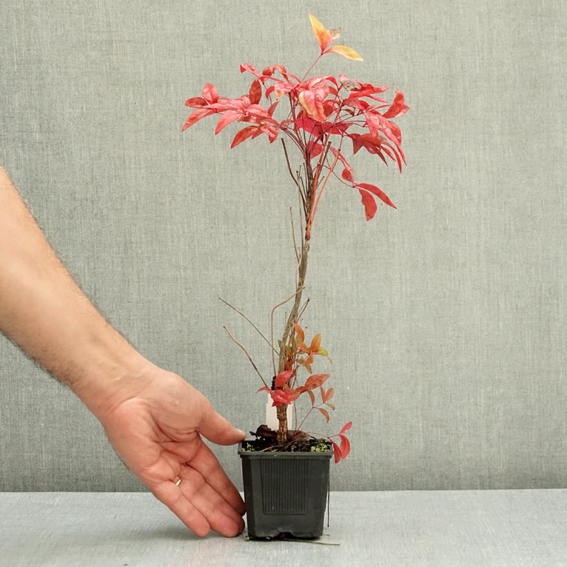 Esimerkki syksyllä toimitetusta Pyhä bambu Blush Pink 'Aka 8/9 cm taimiruukku-taimesta