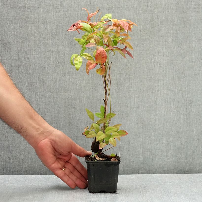 Esimerkki kesällä toimitetusta Pyhä bambu Blush Pink 'Aka 8/9 cm taimiruukku-taimesta