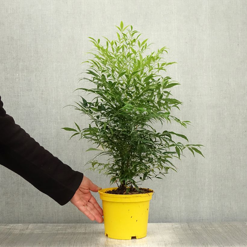 Esimerkki syksyllä toimitetusta Pyhä bambu Brightlight 3 litran/4 litran ruukku-taimesta