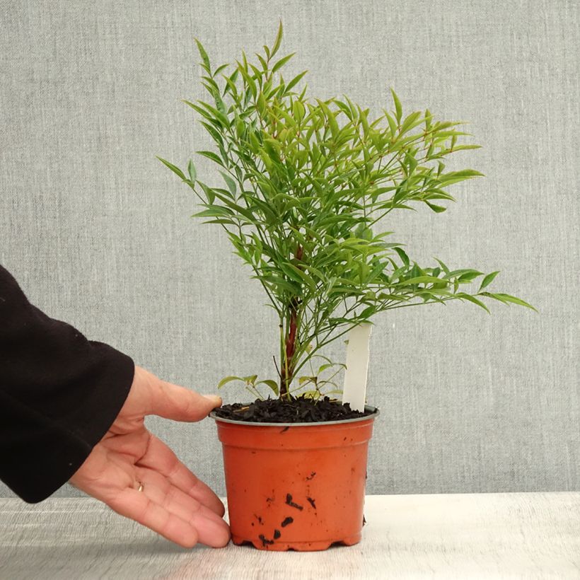 Esimerkki syksyllä toimitetusta Pyhä bambu Moon Bay 8/9 cm taimiruukku-taimesta