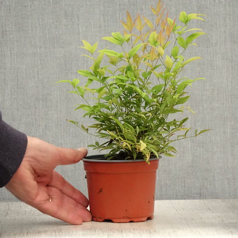 Esimerkki kesällä toimitetusta Pyhä bambu Moon Bay Taimiruukku 8/9 cm-taimesta