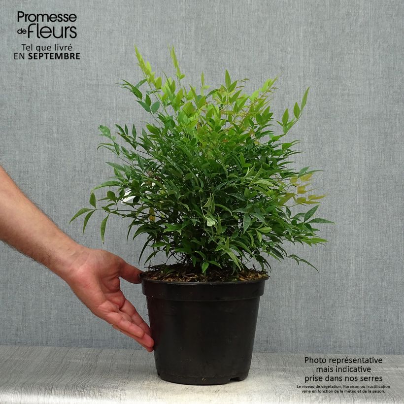 Esimerkki syksyllä toimitetusta Bambou sacré - Nandina domestica Moon Bay Pot de 3L/4L-taimesta