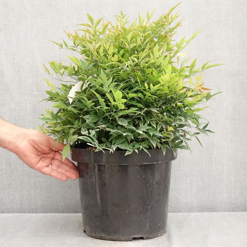 Esimerkki kesällä toimitetusta Pyhä bambu Moon Bay Ruukku 3L / 4L-taimesta