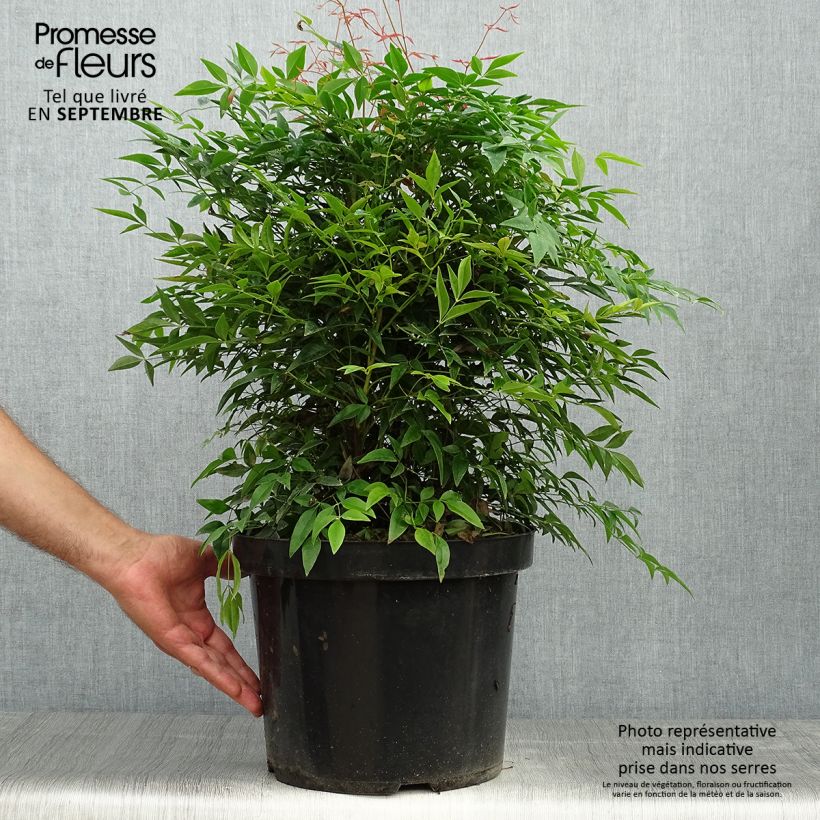 Esimerkki syksyllä toimitetusta Nandina Sienna Sunrise 7,5 litran / 10 litran ruukku-taimesta