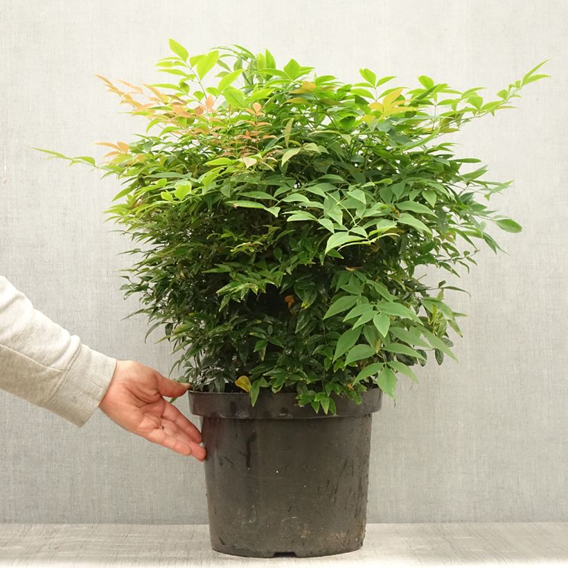 Esimerkki kesällä toimitetusta Pyhä bambu Sienna Sunrise Pot de 7,5L/10L-taimesta